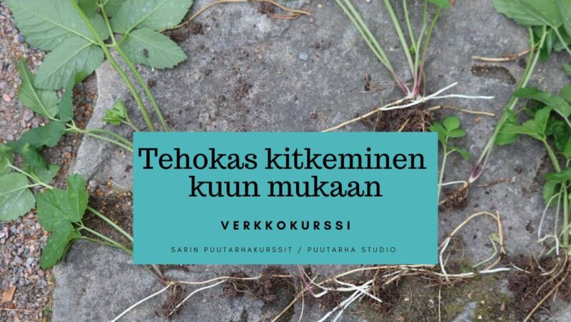 Tehokas kitkeminen kuun mukaan