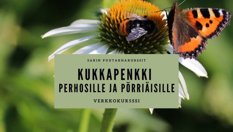 Kukkapenkki perhosille ja pörräisille