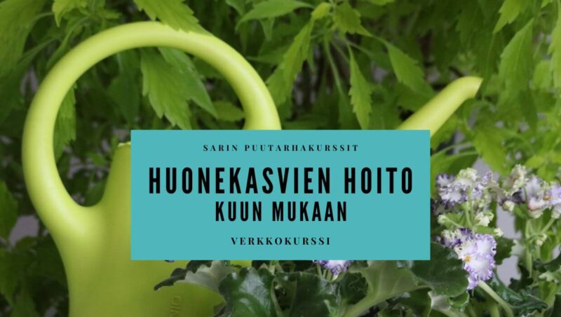 Huonekasvien hoito kuun mukaan