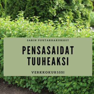 Pensasaidat tuuheaksi verkkokurssin kuva, jossa tiiviiksi leikattu matala pensasaita.