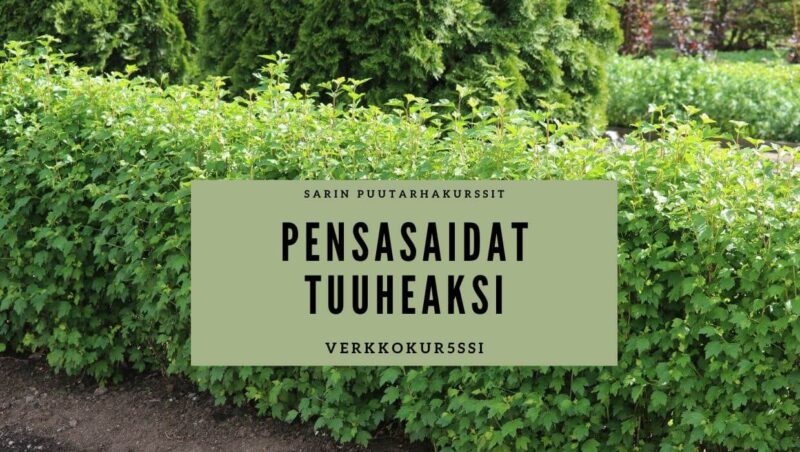 Pensasaidat tuuheaksi verkkokurssin kuva, jossa tiiviiksi leikattu matala pensasaita.