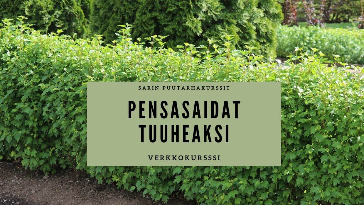 Pensasaidat tuuheaksi verkkokurssin kuva, jossa tiiviiksi leikattu matala pensasaita.
